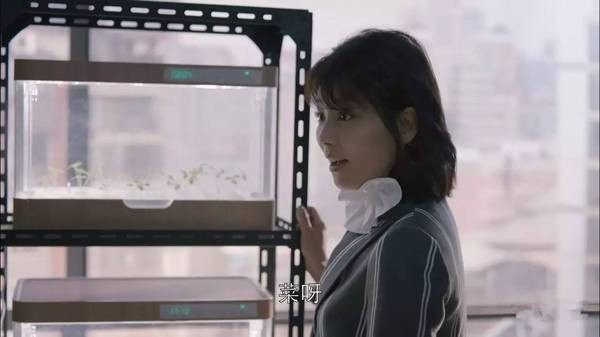 陽臺種菜1.jpg 陽臺種菜1.jpg