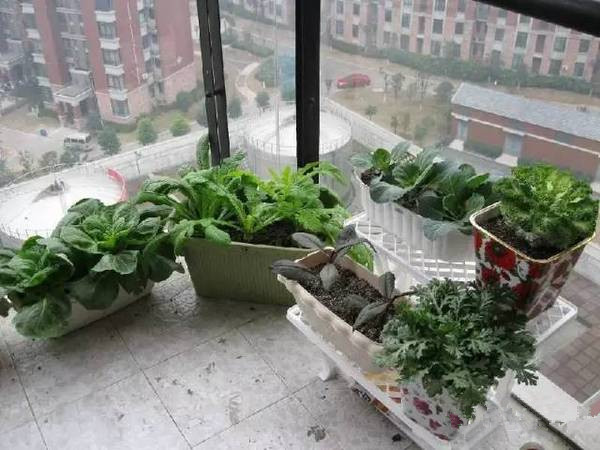 土壤栽培1.jpg 土壤栽培1.jpg